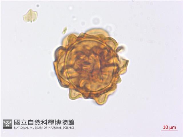 山東腫足蕨藏品圖，第4張