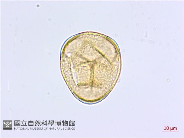 掌葉鐵線蕨藏品圖，第3張