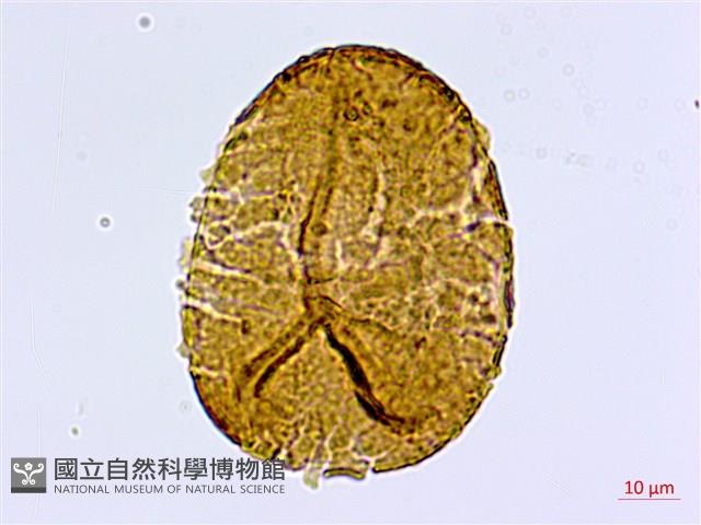 半月形鐵線蕨藏品圖，第3張