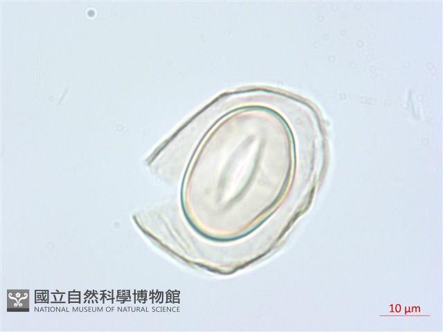 疏葉雙蓋蕨藏品圖，第3張