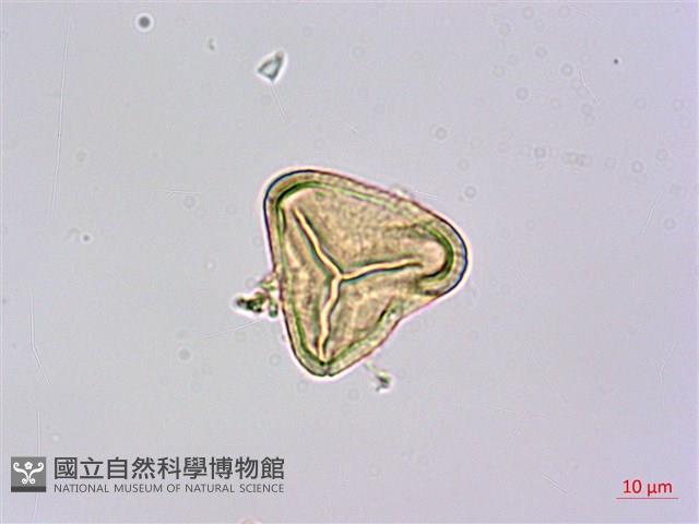 司氏碗蕨藏品圖，第4張