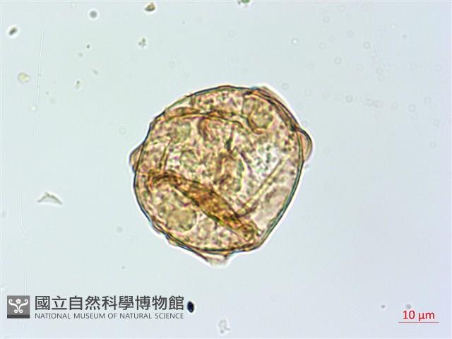 哈氏假複葉耳蕨藏品圖，第4張