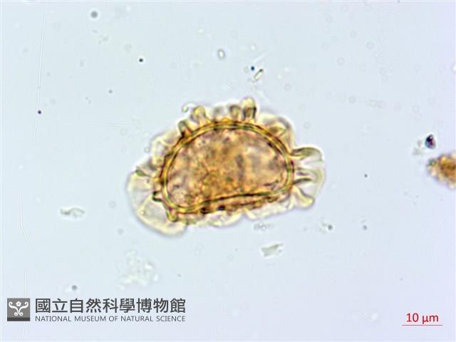 登錄號:P015629藏品圖，第3張