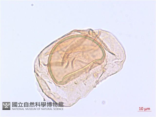 翅柄雙蓋蕨藏品圖，第3張