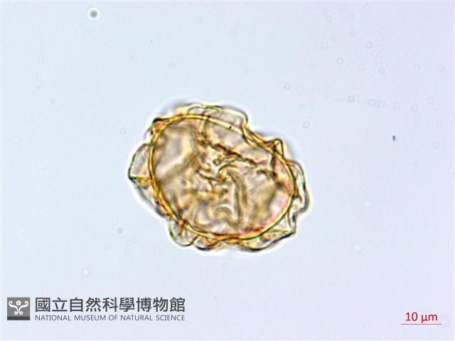 大理峨眉蕨藏品圖，第4張