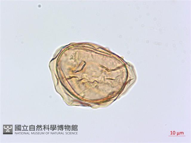 深山雙蓋蕨藏品圖，第3張