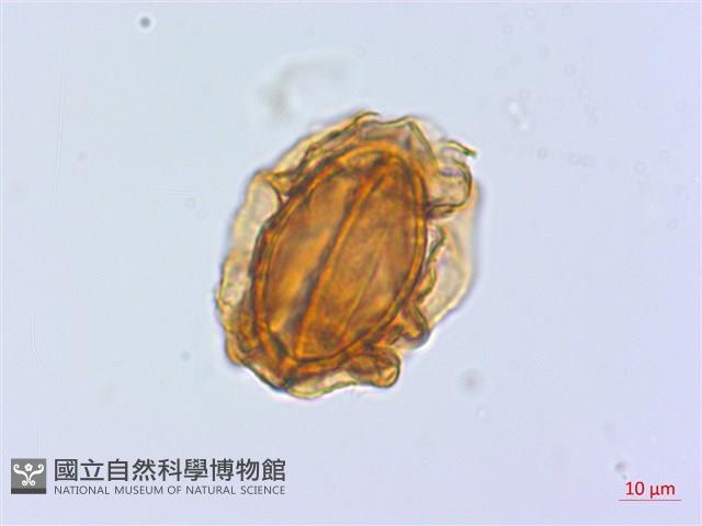 禾稈蹄蓋蕨藏品圖，第4張