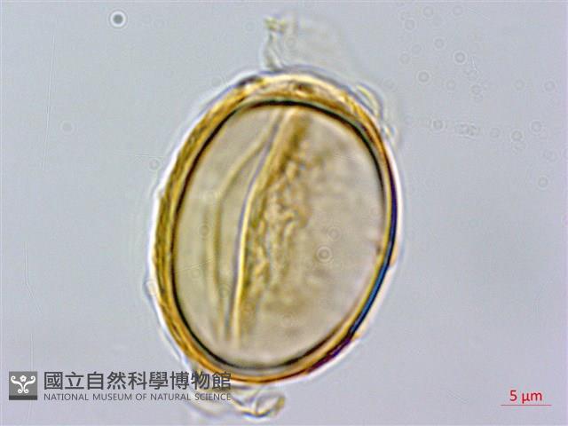 毛柄短腸蕨藏品圖，第4張