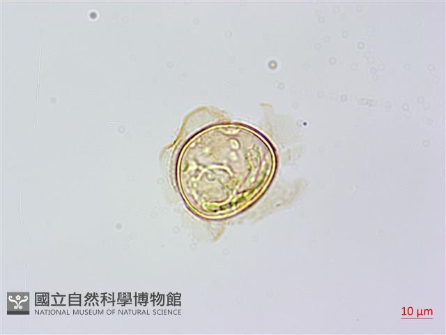 烏毛蕨藏品圖，第3張