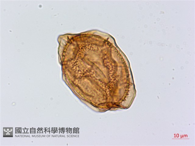斜葉鐵角蕨藏品圖，第4張