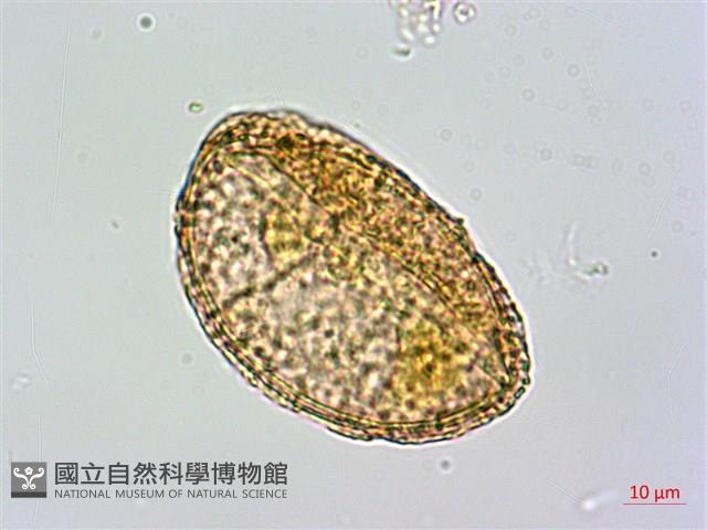 碗蕨藏品圖，第3張