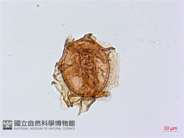 碧鳳鐵角蕨藏品圖，第3張