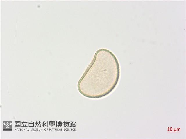 狹葉蹄蓋蕨藏品圖，第4張