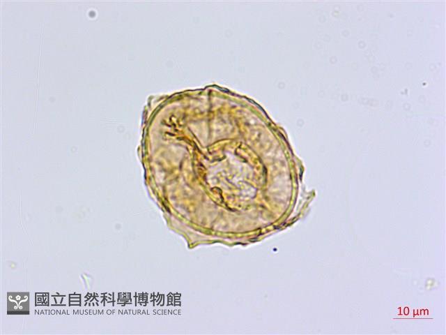 南洋山蘇花藏品圖，第3張