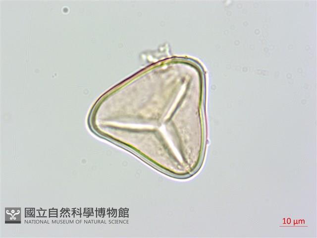 大羽桫欏藏品圖，第4張