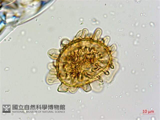 毛軸假蹄蓋蕨藏品圖，第4張