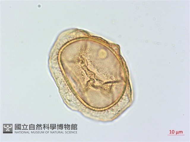 蘭嶼鐵角蕨藏品圖，第3張