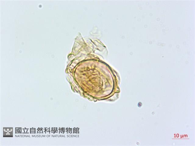 大葉貞蕨藏品圖，第3張