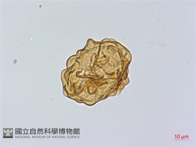 登錄號:P014099藏品圖，第3張