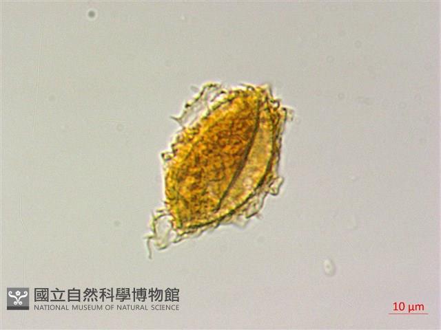 屏東三叉蕨藏品圖，第3張