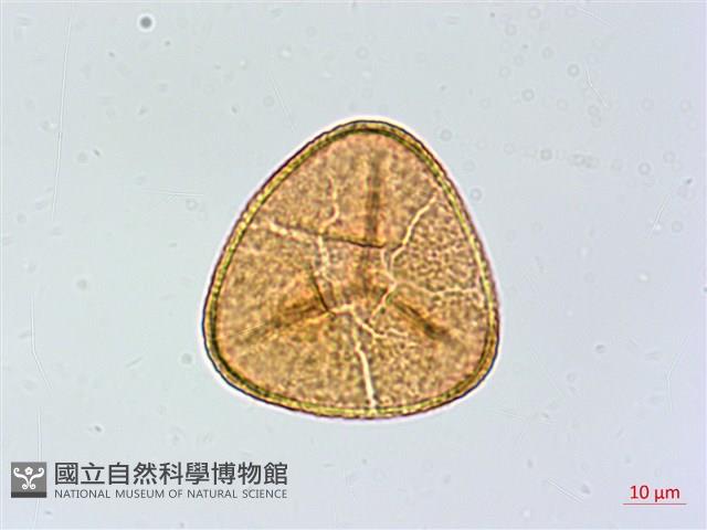 全緣鳳丫蕨藏品圖，第3張