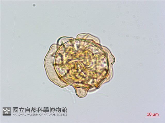 登錄號:P014939藏品圖，第4張