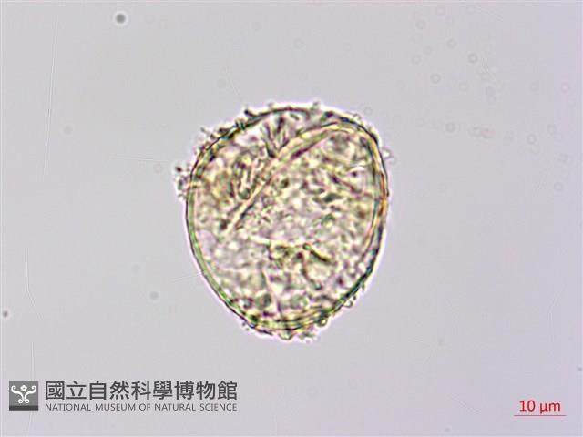 稀子蕨藏品圖，第4張