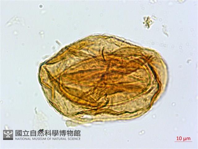 宿蹄蓋蕨藏品圖，第3張