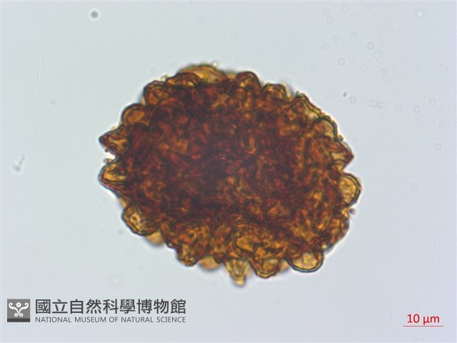 离脈柳葉蕨藏品圖，第4張