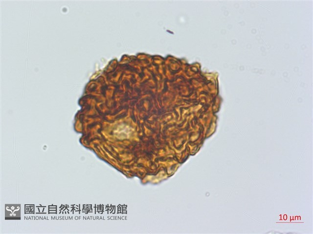網脈耳蕨、柳葉蕨藏品圖，第3張