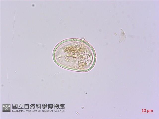樸氏雙蓋蕨、毛柄蹄蓋蕨藏品圖，第3張