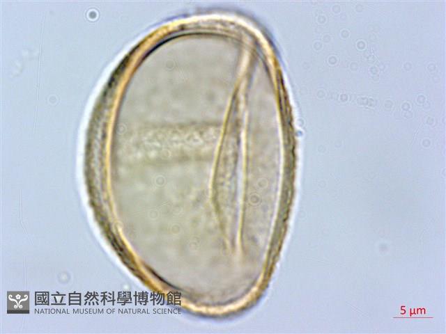 褐色短腸蕨藏品圖，第4張