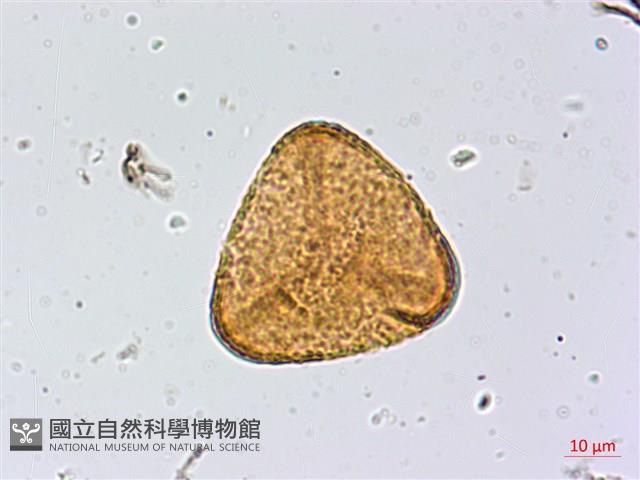 南嶺鳳丫蕨藏品圖，第4張