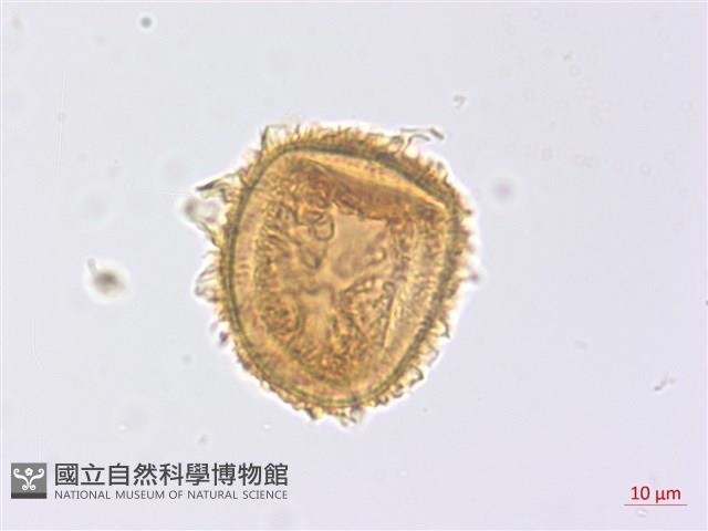 沙皮蕨藏品圖，第4張