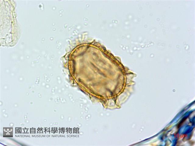 巢蕨藏品圖，第4張