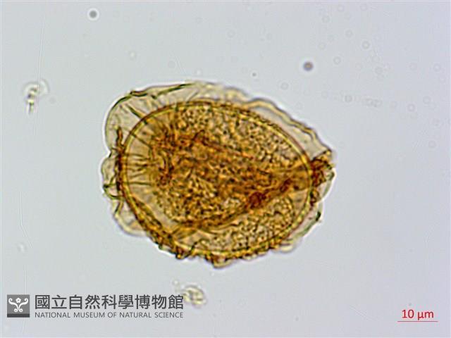 長果短腸蕨藏品圖，第4張