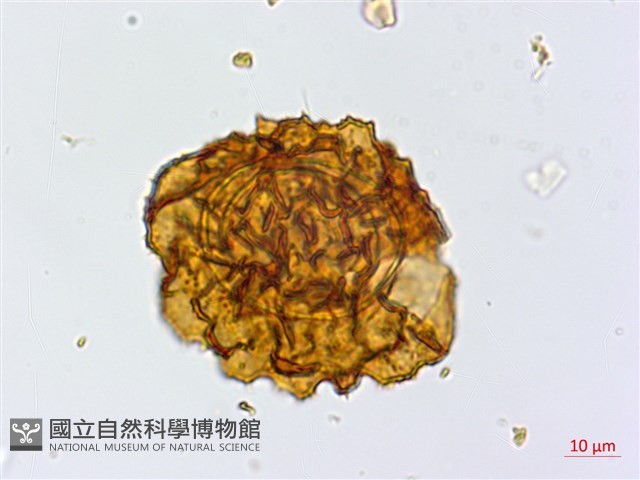 大片複葉耳蕨藏品圖，第4張