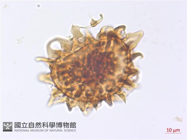 玉山擬鱗毛蕨藏品圖，第3張