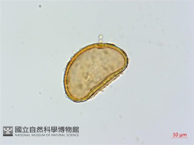 細葉蹄蓋蕨藏品圖，第3張