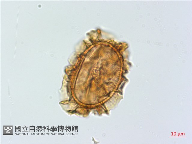 雲南鐵角蕨藏品圖，第4張