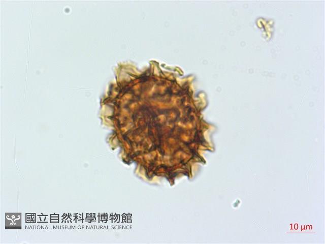 過山蕨藏品圖，第4張