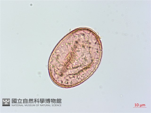 小葉蹄蓋蕨藏品圖，第3張