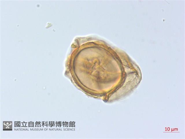 麥稈蹄蓋蕨藏品圖，第4張