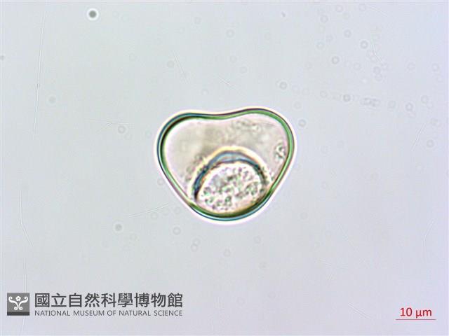 熱帶鱗蓋蕨藏品圖，第3張