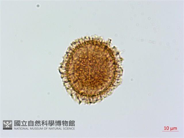 小葉鐵角蕨藏品圖，第3張