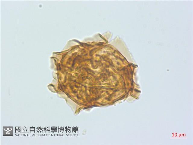 登錄號:P013948藏品圖，第3張