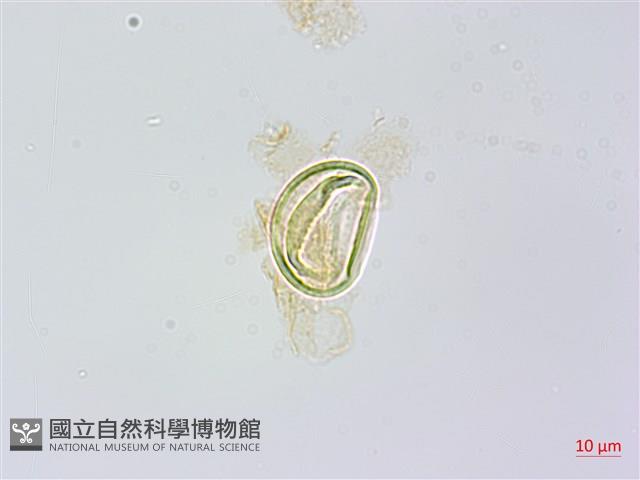 烏毛蕨藏品圖，第3張