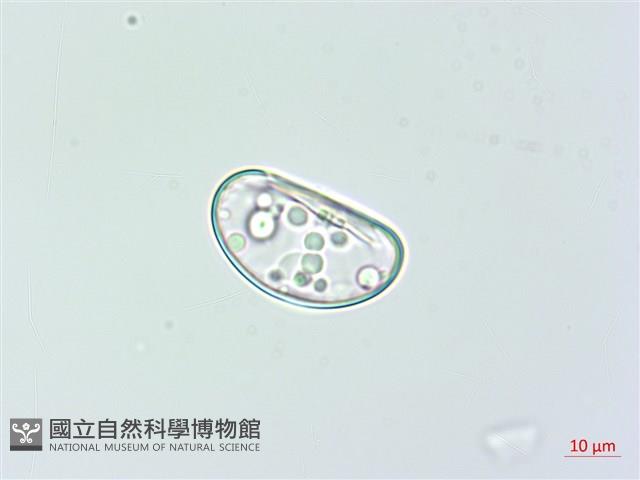 雙扇蕨藏品圖，第3張