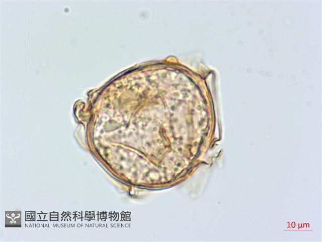 大葉雙蓋蕨、大羽雙蓋蕨藏品圖，第3張