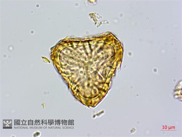 登錄號:P010023藏品圖，第4張